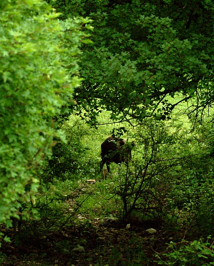 cinghiale